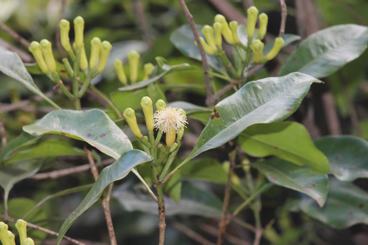 Syzygium aromaticum (L.) Merr. & L.M.Perry